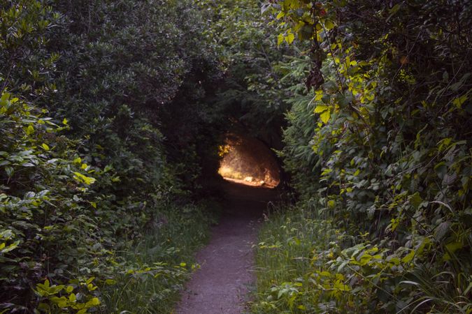 Private footpath in the forest