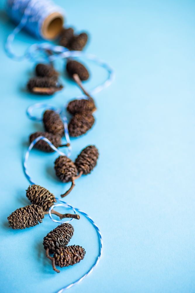 Festive xmas card concept of pine cones on string on blue background