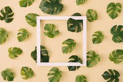 Monstera leaves arranged in a pattern on sand colored background