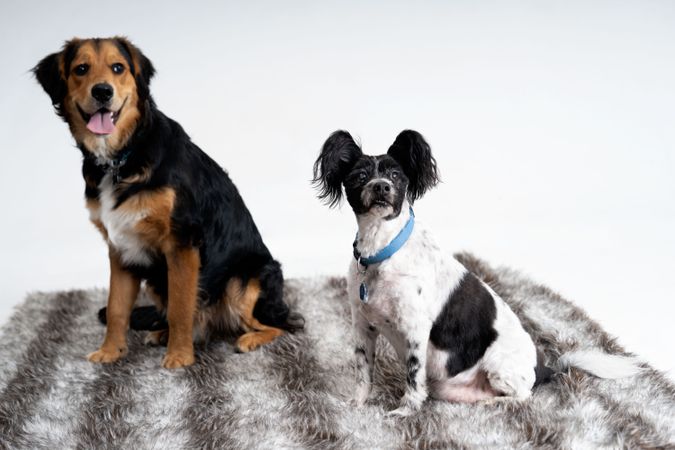 English shepherd and continental toy spaniel on rug