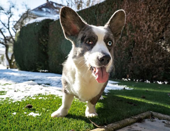 Dog breed Corgi Cardigan plays on the spring melted snow