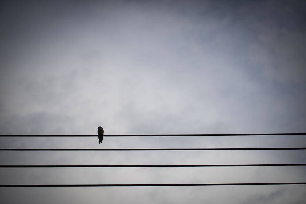 silhouette bird on electric line