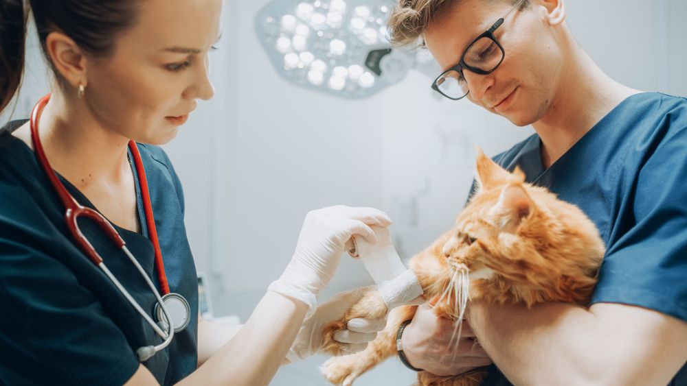 Female and Male Veterinarians Treating a Small Wound on a Foreleg of a Maine Coon.