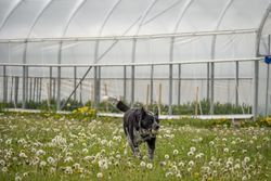 Dark dog with ball running in garden center