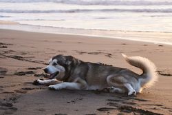 Playful furry dog lying on beach