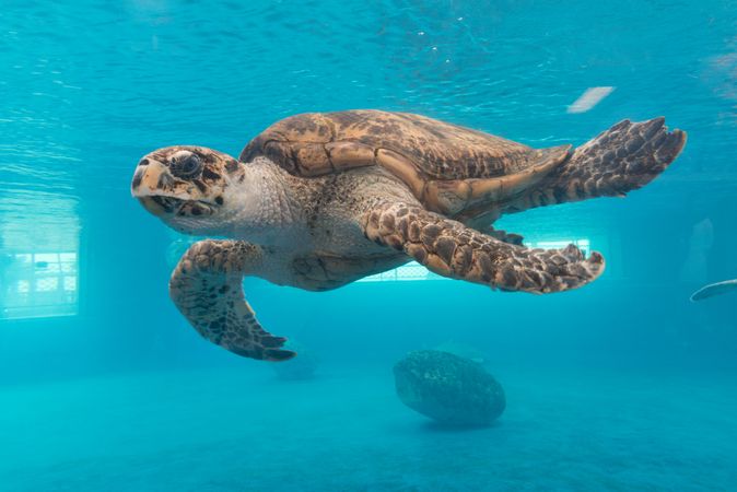 A turtle glides through the water at the Texas State Aquarium in Corpus Christi, Texas