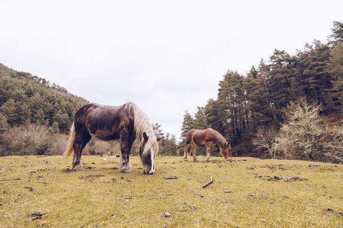 Peaceful horses eating grass at meadow by forest