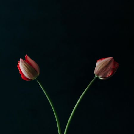 Two red tulip flowers on dark background