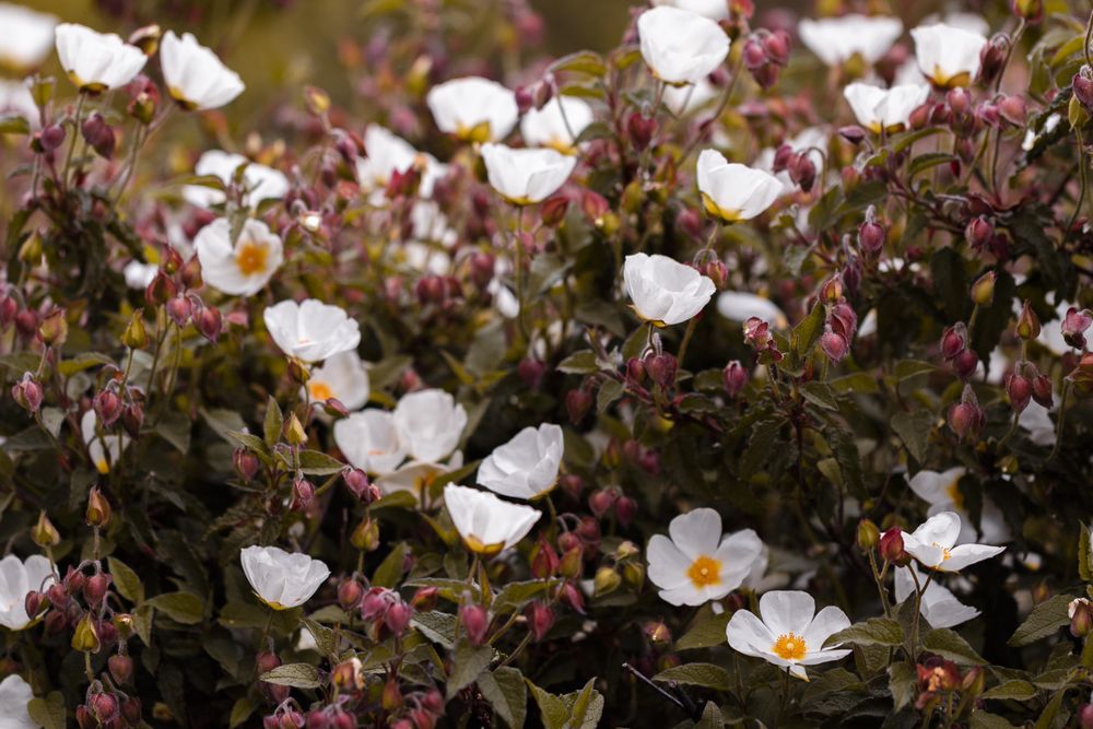 Bush of flowers with red buds growing in the wild