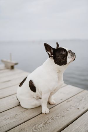 Cute dog on pier near sea