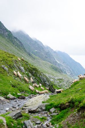 Sheep grazing on side of mountain