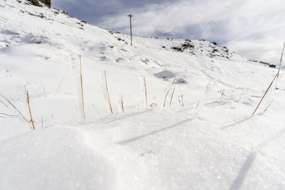 Frozen plants in ski resort of Sierra Nevada