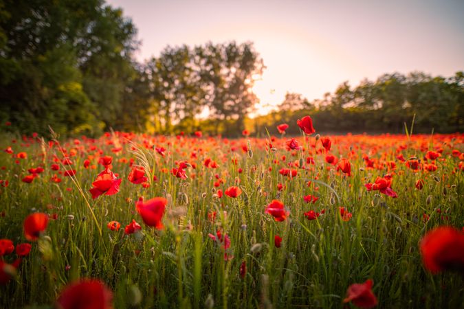 Field with long grass and red poppies at dusk