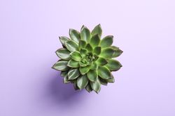 Beautiful succulent plant on color background, top view. Space for text