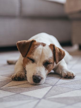 Jack Russell terrier puppy lying on brown rug