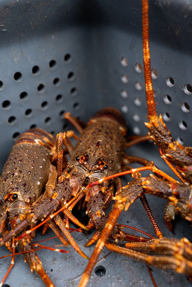 Alive lobsters on a box on a fishing boat