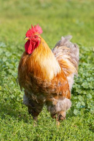 Rooster on green grass field