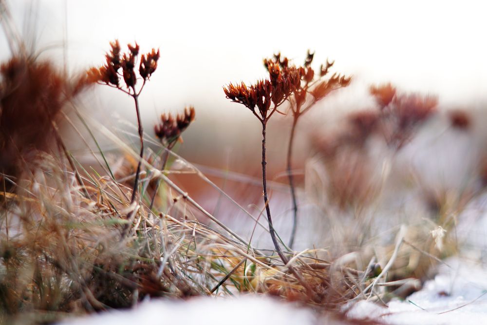 Orange flowers on meadow in winter