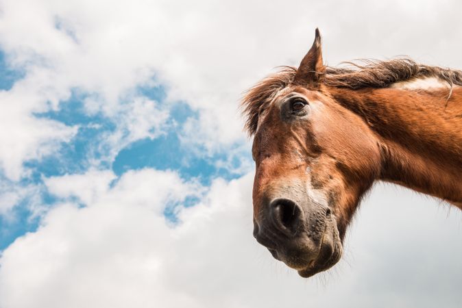 from below view of crop brown horse head in a cloudy background