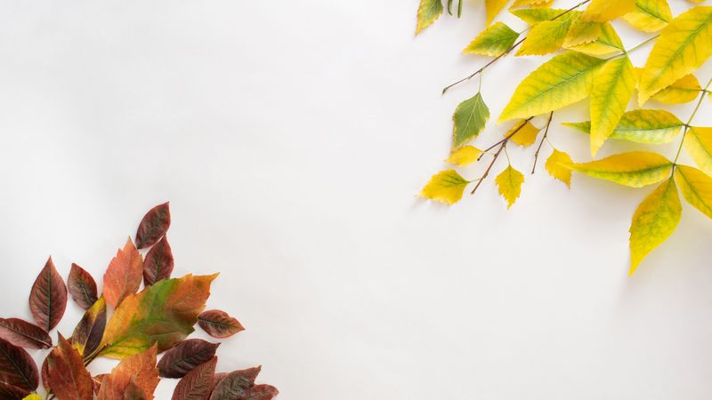 Yellow leaves in diagonal corners of plain background with copy space