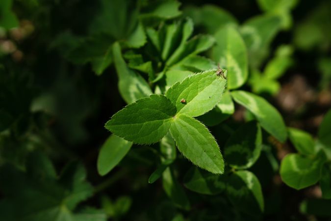 Green leaves with small spider on one leaf.