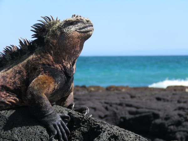 Colorful iguana on rock on the Galapagos Islands in Ecuador