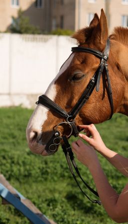 Woman attaching bridle to horse