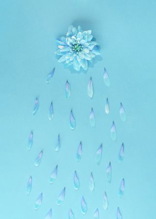 Blue flower raining petals on blue background
