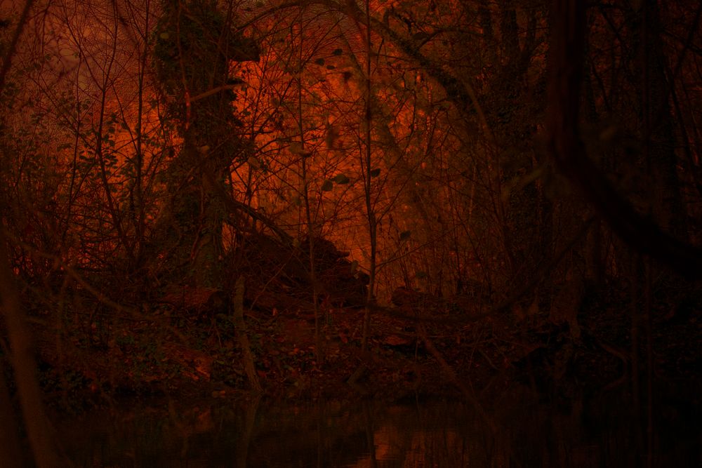 Dark red ominous forest