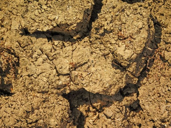 outdoor ground texture