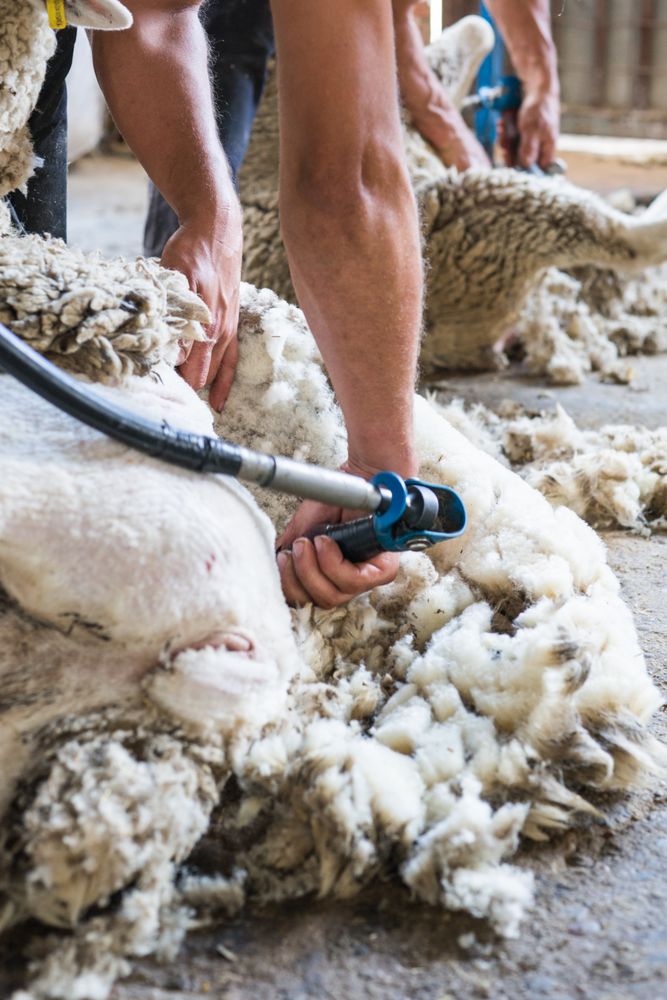 Crop man shearing sheep in barn
