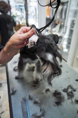 Crop groomer grooming Miniature Schnauzer dog on table