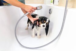 Cavalier spaniel being showered