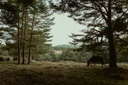 Peaceful horse eating grass at meadow by forest