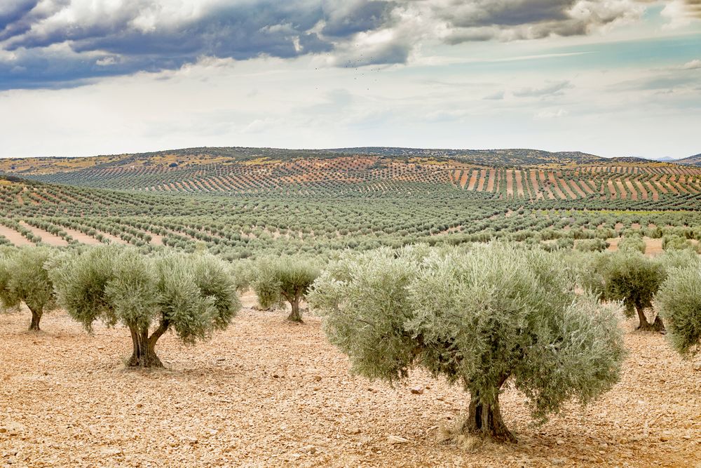 Olive rows under cloudy blue sky in farmland in spain