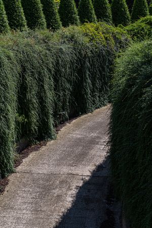 Sunny day time road with thuja trees