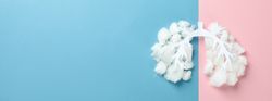Banner of lung bronchus made of paper and cotton on blue and pink background