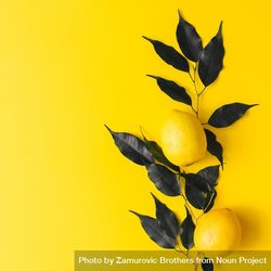 Lemon and dark  leaves on yellow background 5opwx4