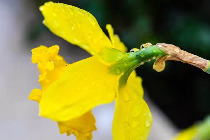 Daffodil flower closeup with dew drops
