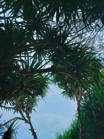 green plants and clear skies