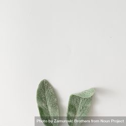 Bunny rabbit ears made of natural green leaves on bright background 5nkkm4