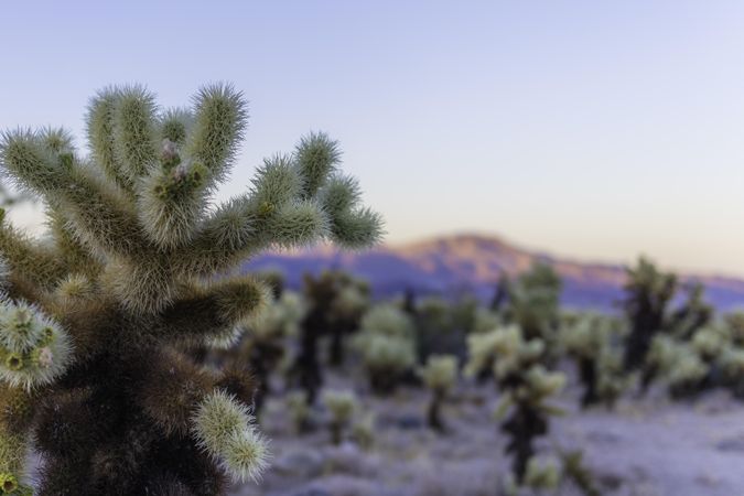 A field of spiky green and brown teddybear cholla and Pinto Mountain in the background at sunset