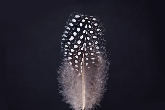 Spotted Feather