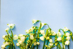 Easter holiday card concept with snowdrops on pastel blue background