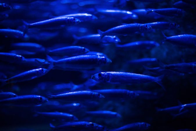 Shoal of fishes in an aquarium