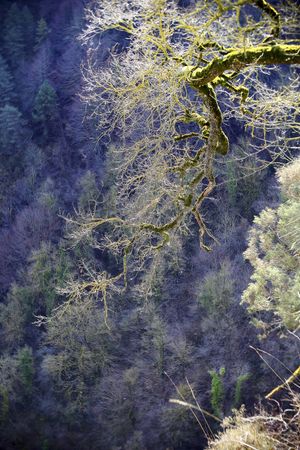 Green branches covered with moss