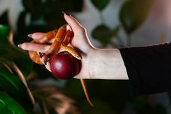 Corn snake wrapped around woman hand with apple