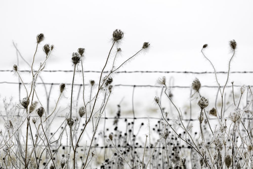Frosted dry plants in the wintertime along a snowy farm fence