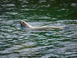 Swimming Steller Sea Lion (Eumetopias jubatus)