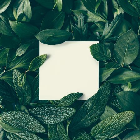 Creative layout made of green leaves with paper card note